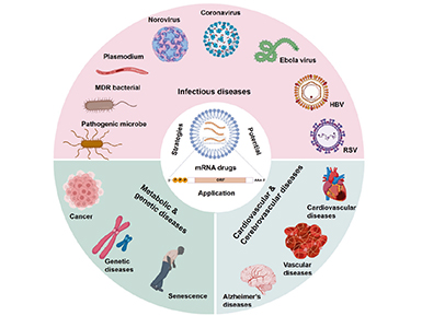 【转发动脉网报道】自研“mRNA加帽核苷酸原料”，k8凯发官网医药突破mRNA上游原料瓶颈